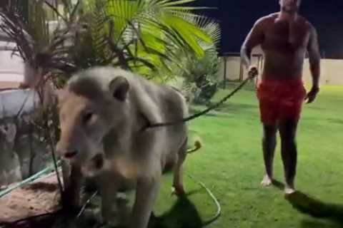 ‘I’m ready to punch your face in… sign the paper’ – Mahmoud Charr walks topless with LION to call out Tyson Fury